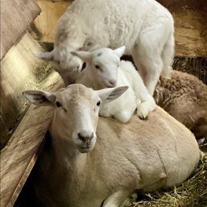 Meet your Posher, Charlene